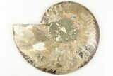 5.1" Cut & Polished, Agatized Ammonite Fossil - Madagascar - #200031-3